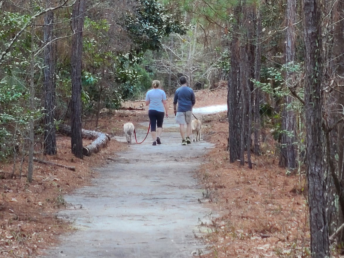 A Husband and wife wallking their dogs side by side on a clear path at Goodale state park nature trail