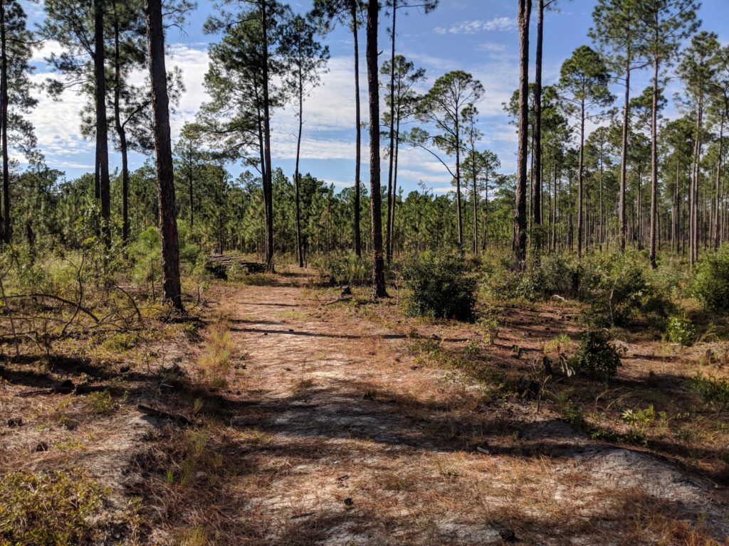 Open canopy of trees and a wide dirt path at Camden Battlefield park