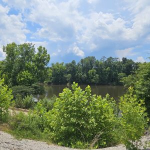 Lush green trees and shrubs by a calm river under a partly cloudy blue sky.