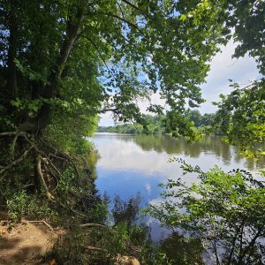 A calm river with green trees and plants along the bank under a partly cloudy sky.