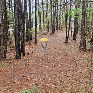 A yellow-topped disc golf basket stands among tall pine trees on a forested path.