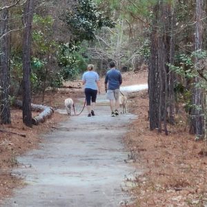 A Husband and wife walking their dogs side by side on a clear path at Goodale State Park nature trail