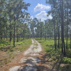 A sandy path winds through a sunlit pine forest under a blue sky with scattered clouds.