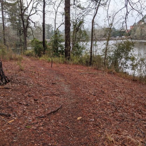 Dirt path through pine trees beside a calm lake on a cloudy day.