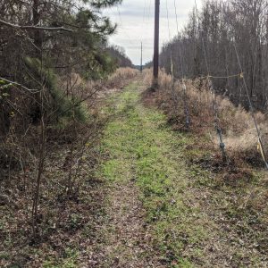 Grassy path under power lines, bordered by trees and dry grass on a cloudy day.