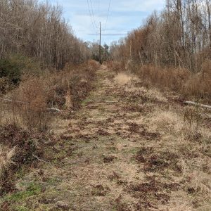 Overgrown dirt path lined with dry grass and leafless trees, with power lines overhead under a cloudy sky.