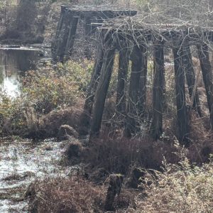 Old, overgrown wooden bridge supports stand in a marshy, wooded area with water and dense vegetation.