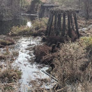 Old wooden bridge supports stand over a marshy, overgrown area with water and dense brown vegetation.