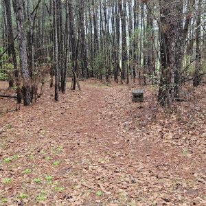 A forest clearing with tall trees and fallen leaves, featuring a small bench or table to the right.